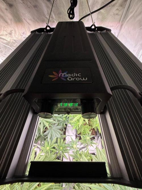 FastBuds x Medic grow test. Week 6