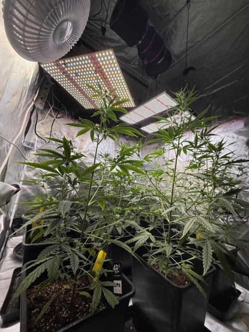 FastBuds x Medic grow test. Week 6