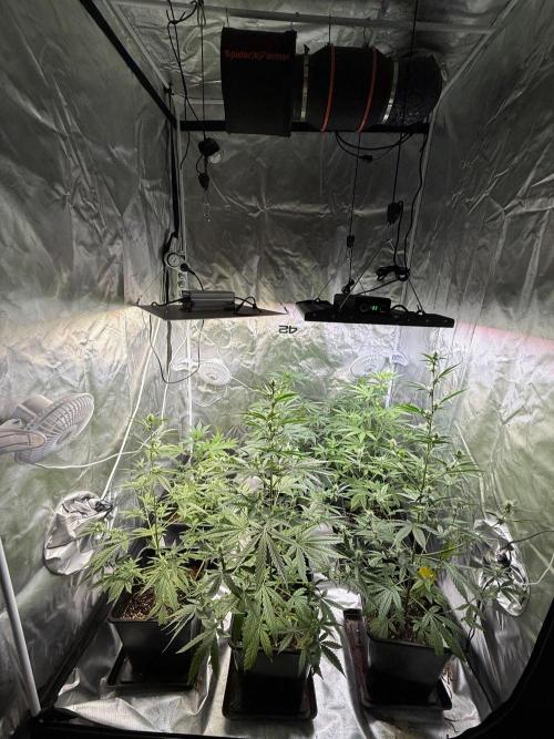FastBuds x Medic grow test. Week 6