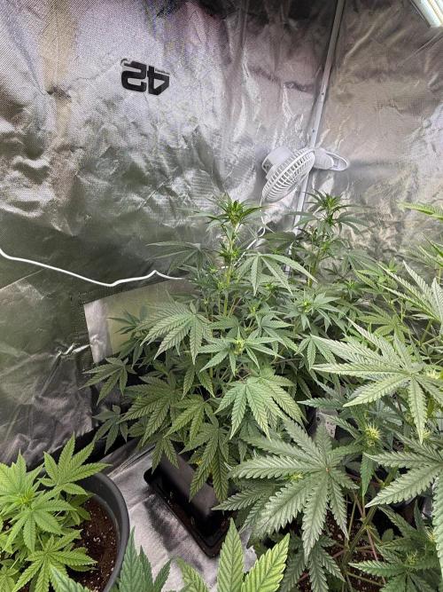 FastBuds x Medic grow test. Week 6