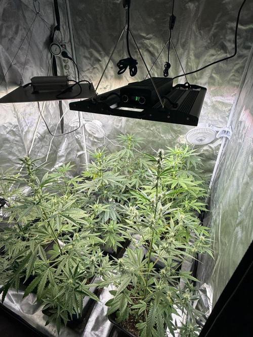 FastBuds x Medic grow test. Week 6