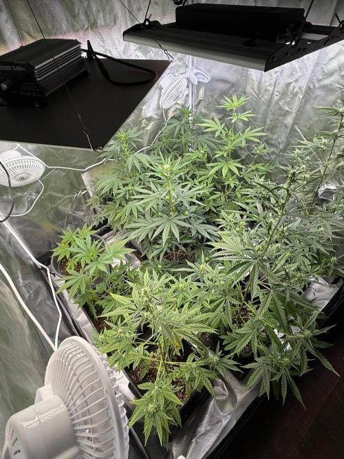FastBuds x Medic grow test. Week 6