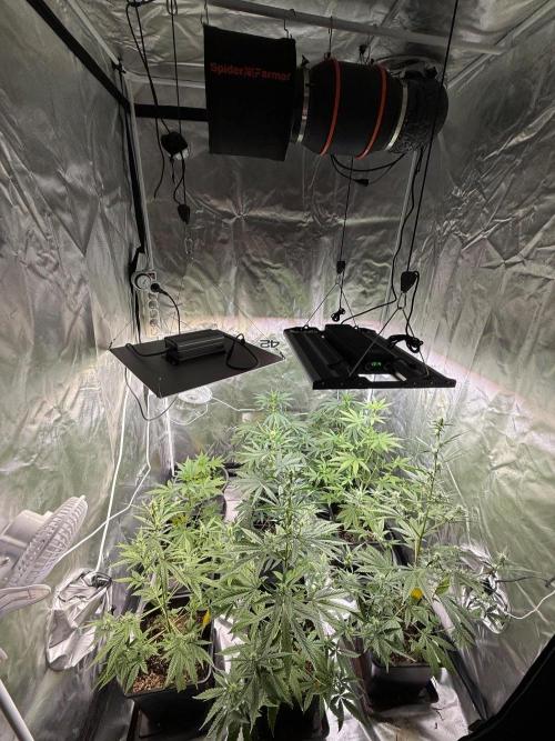 FastBuds x Medic grow test. Week 6