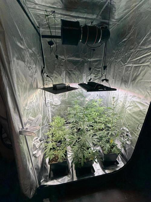 FastBuds x Medic grow test. Week 6