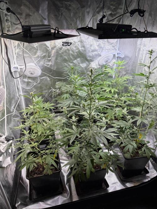 FastBuds x Medic grow test. Week 6