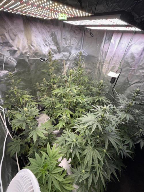 FastBuds x Medic grow test. Week 7