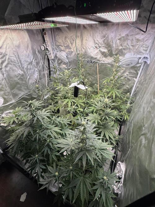 FastBuds x Medic grow test. Week 7
