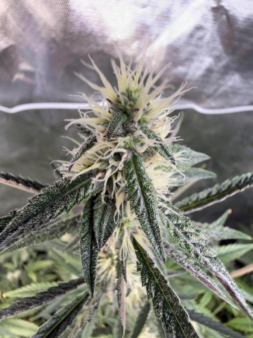 FastBuds x Medic grow test. Week 7