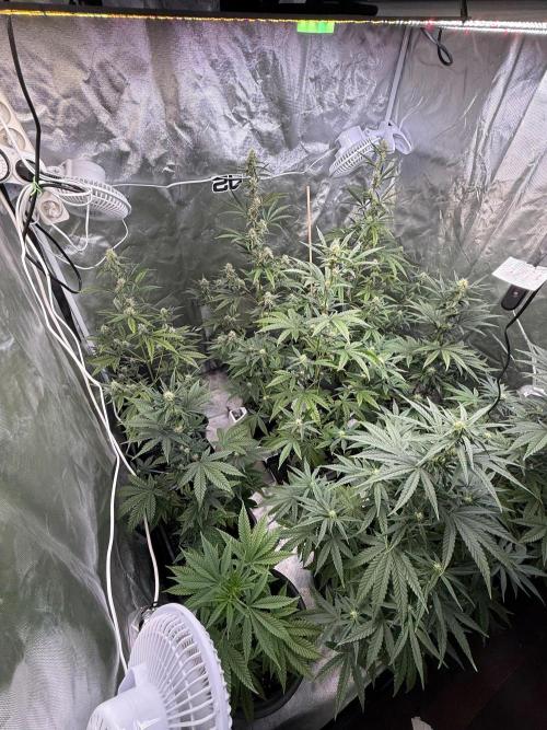 FastBuds x Medic grow test. Week 7