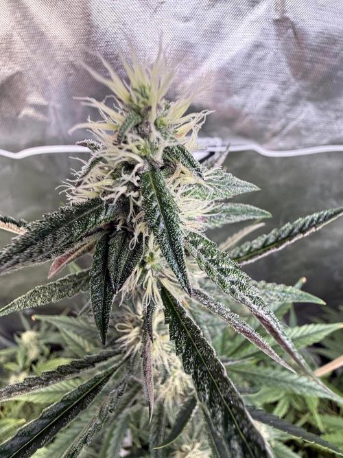 FastBuds x Medic grow test. Week 7