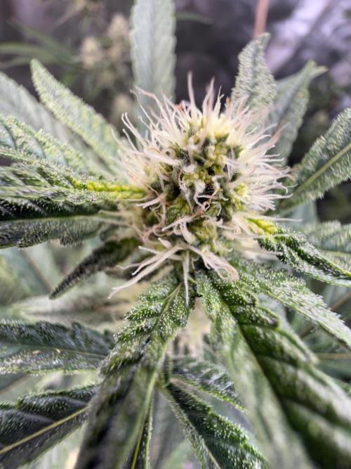 FastBuds x Medic grow test. Week 7