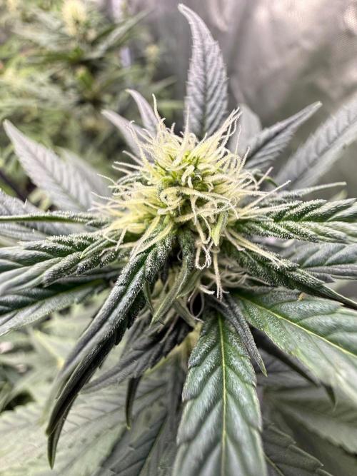 FastBuds x Medic grow test. Week 7