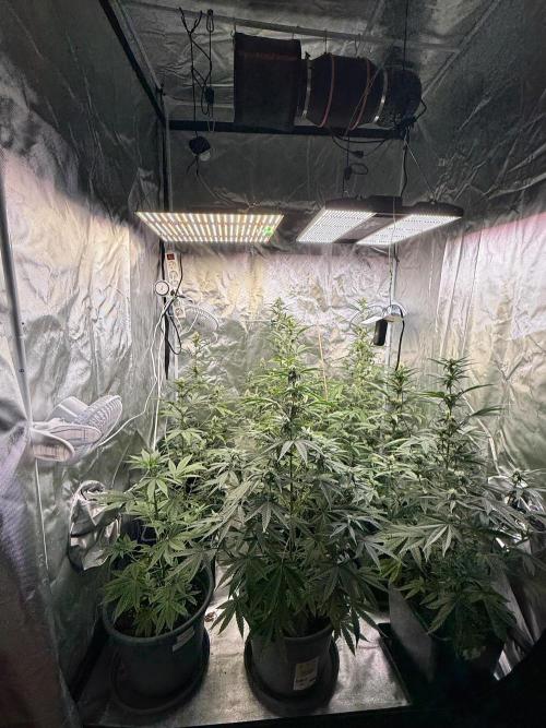 FastBuds x Medic grow test. Week 7