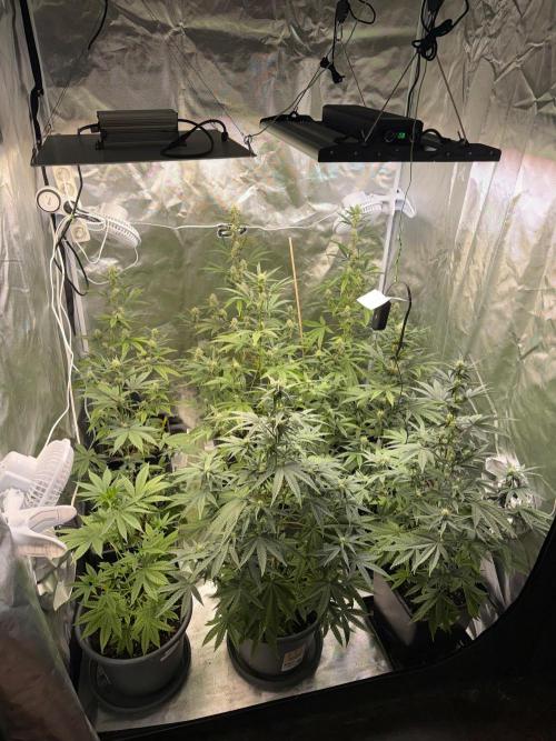 FastBuds x Medic grow test. Week 7