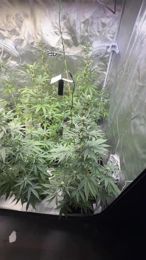 FastBuds x Medic grow test