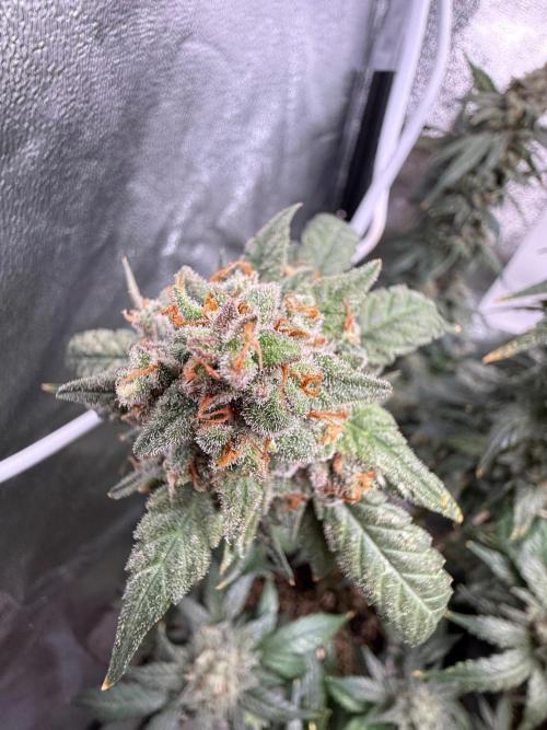 Fastbuds unreleased champions mix auto. Week 12