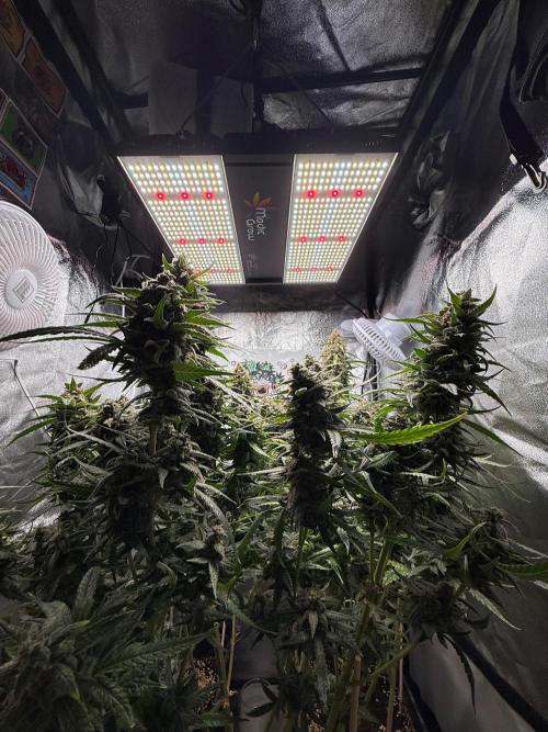 Fastbuds unreleased champions mix auto. Week 12