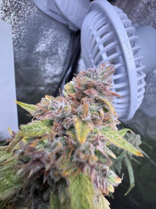 Fastbuds unreleased champions mix auto. Week 12
