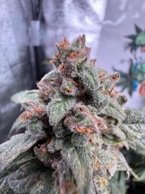 Fastbuds unreleased champions mix auto. Week 12