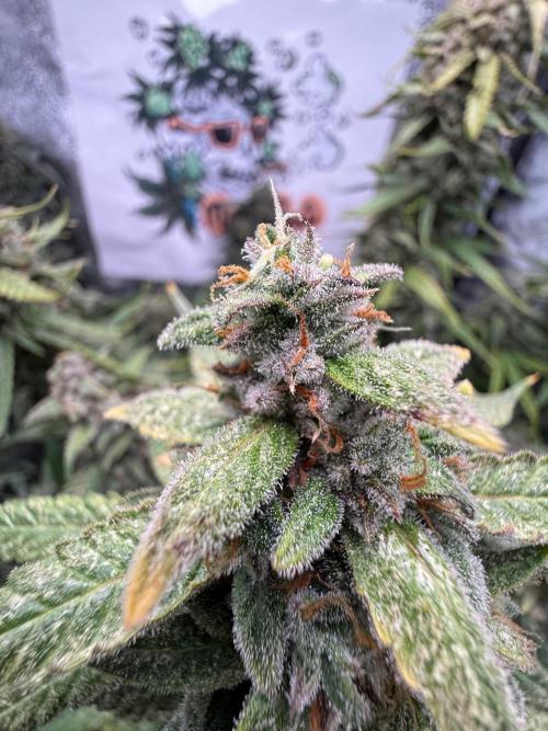 Fastbuds unreleased champions mix auto. Week 12