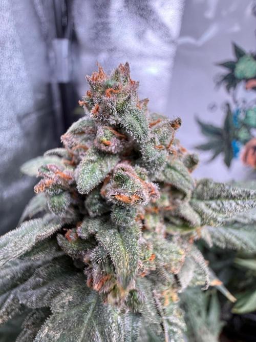 Fastbuds unreleased champions mix auto. Week 12