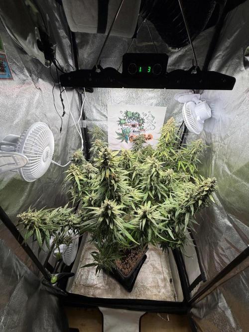 Fastbuds unreleased champions mix auto. Week 12