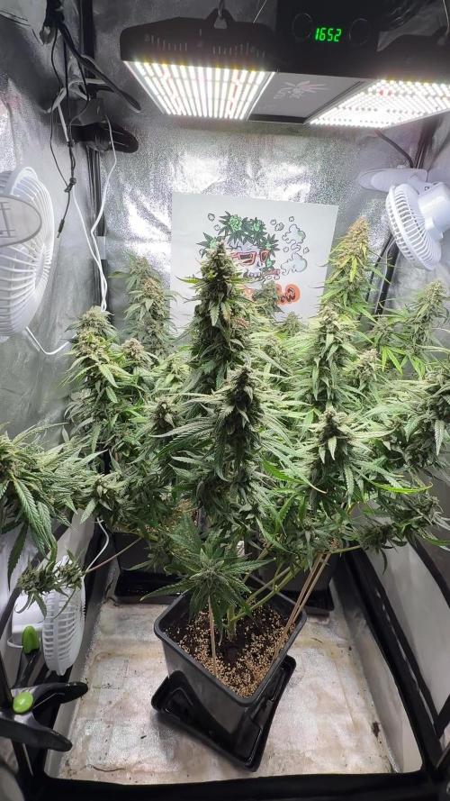 Fastbuds unreleased champions mix auto