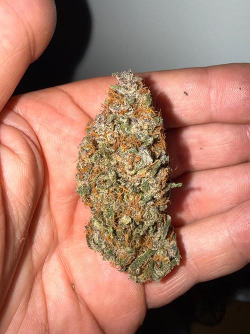 Fastbuds unreleased champions mix auto. Week 13
