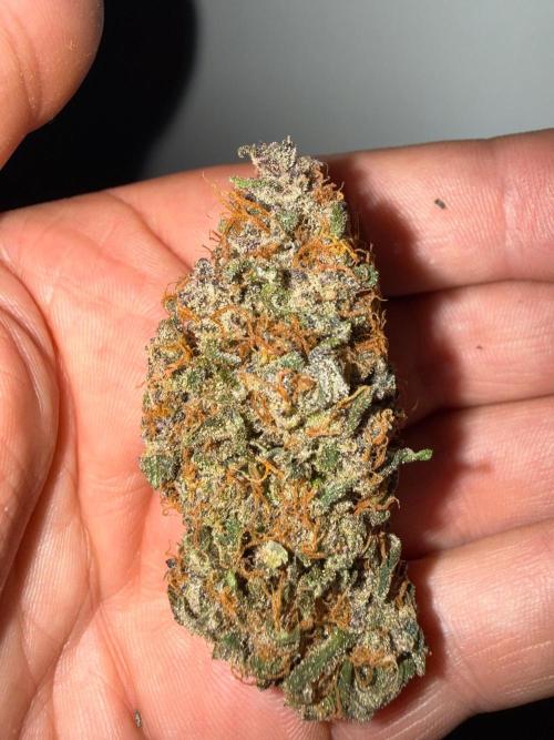 Fastbuds unreleased champions mix auto. Week 13