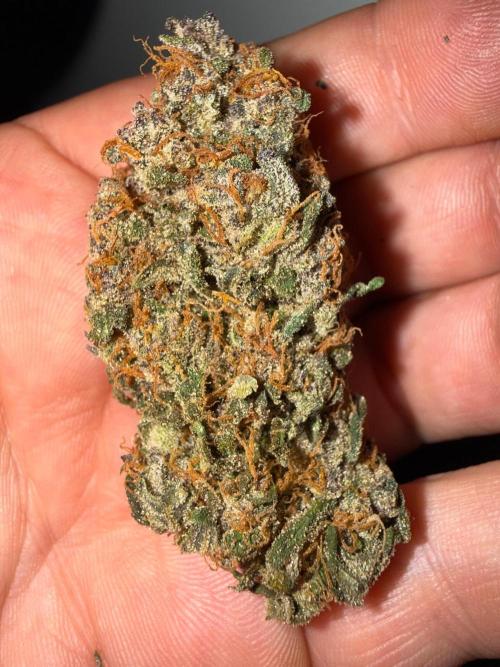 Fastbuds unreleased champions mix auto. Week 13