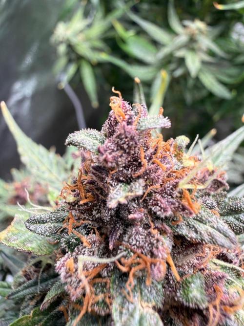Fastbuds unreleased champions mix auto. Week 13