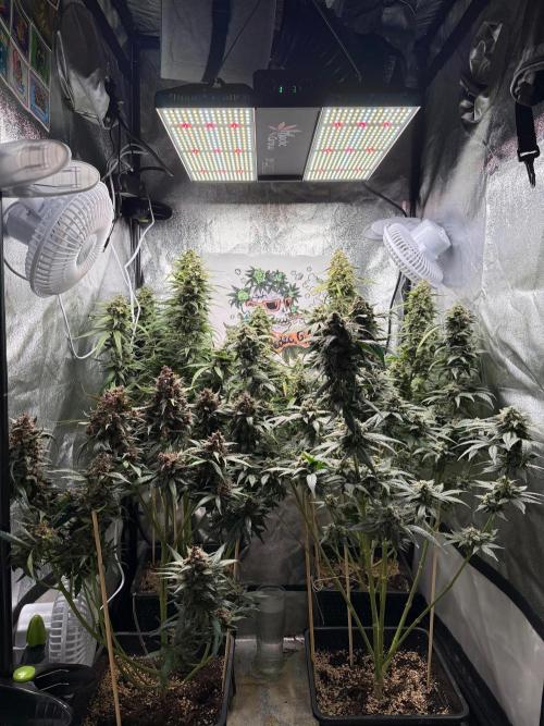 Fastbuds unreleased champions mix auto. Week 13