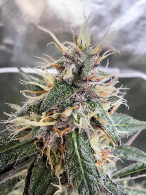 FastBuds x Medic grow test. Week 8