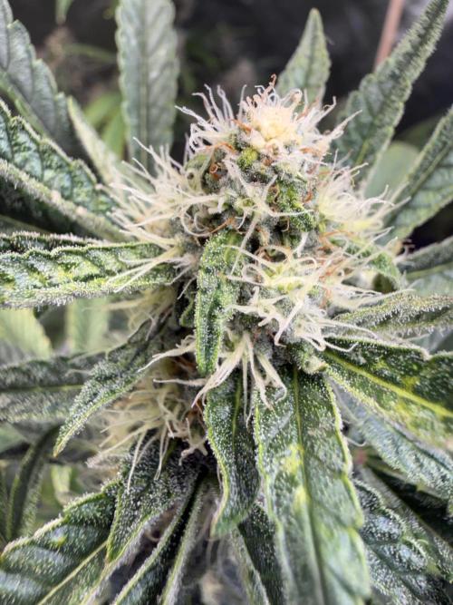 FastBuds x Medic grow test. Week 8