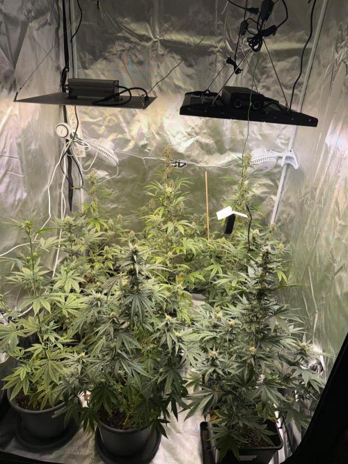 FastBuds x Medic grow test. Week 8