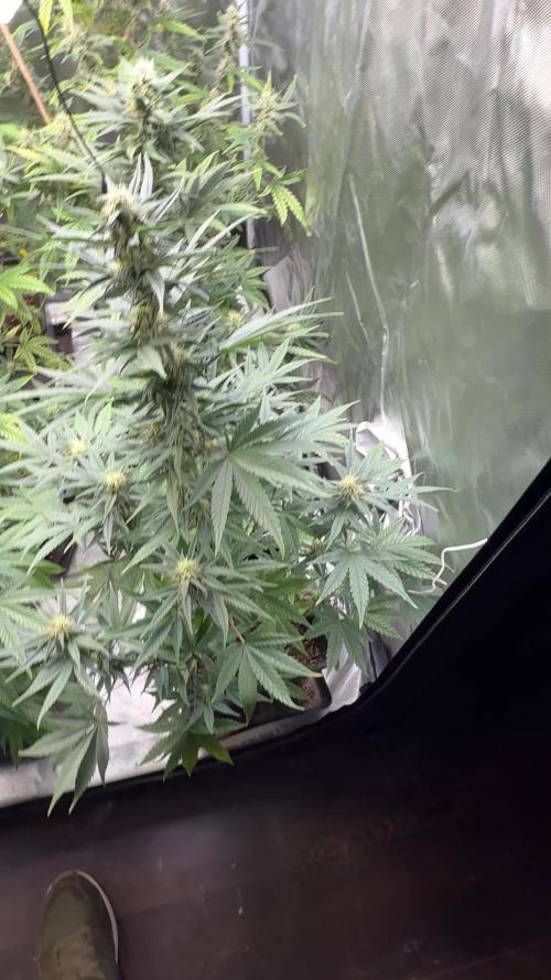 FastBuds x Medic grow test
