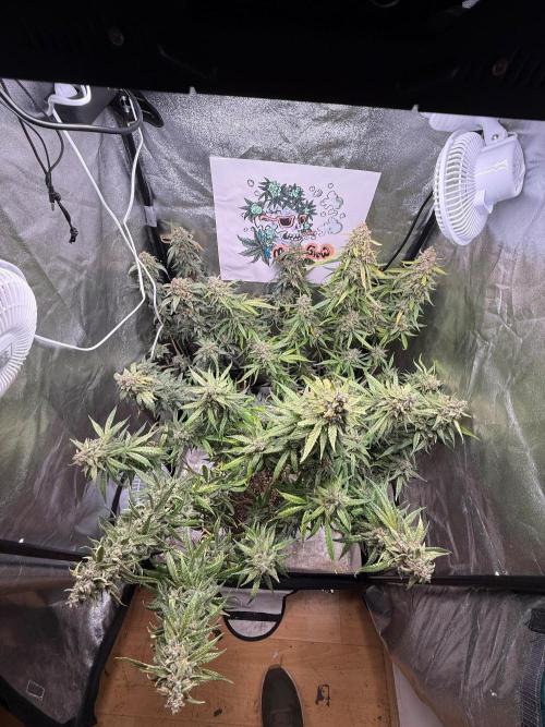 Fastbuds unreleased champions mix auto. Week 13