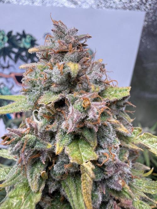 Fastbuds unreleased champions mix auto. Week 13