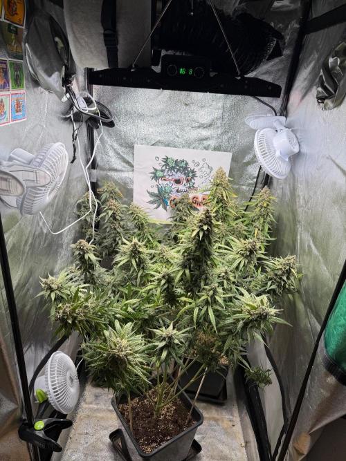 Fastbuds unreleased champions mix auto. Week 13