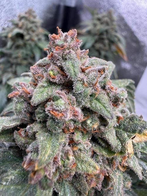 Fastbuds unreleased champions mix auto. Week 13
