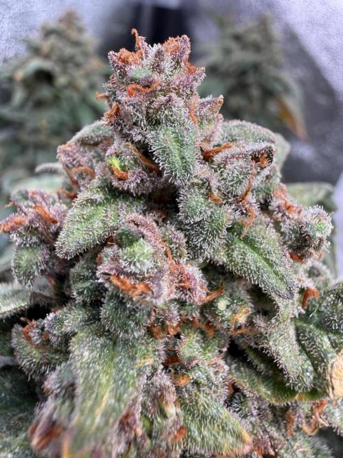 Fastbuds unreleased champions mix auto. Week 13