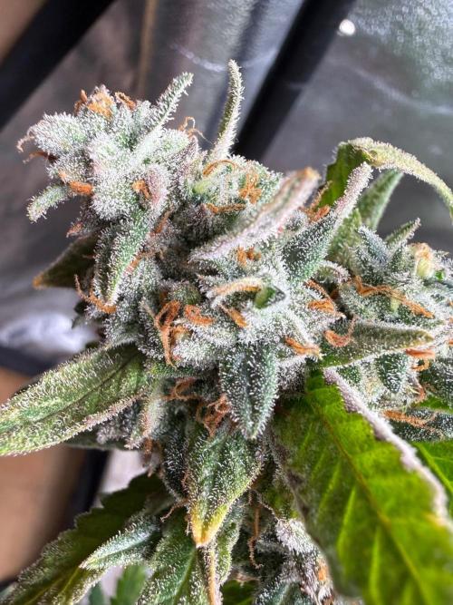 Fastbuds unreleased champions mix auto. Week 13