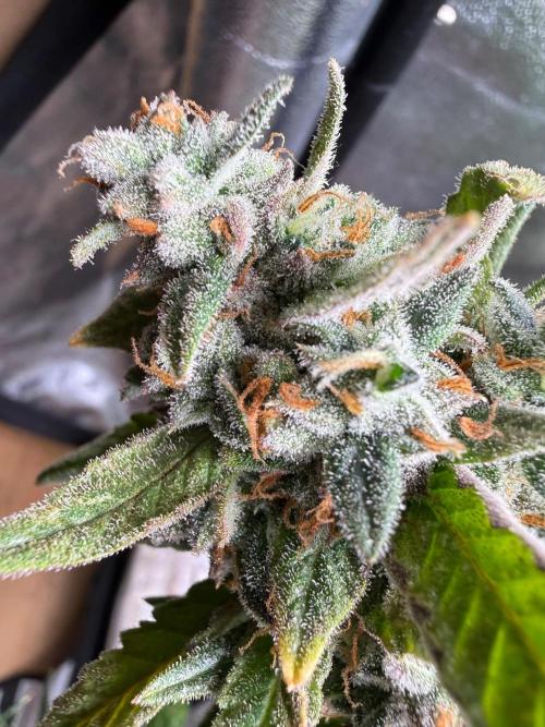 Fastbuds unreleased champions mix auto. Week 13