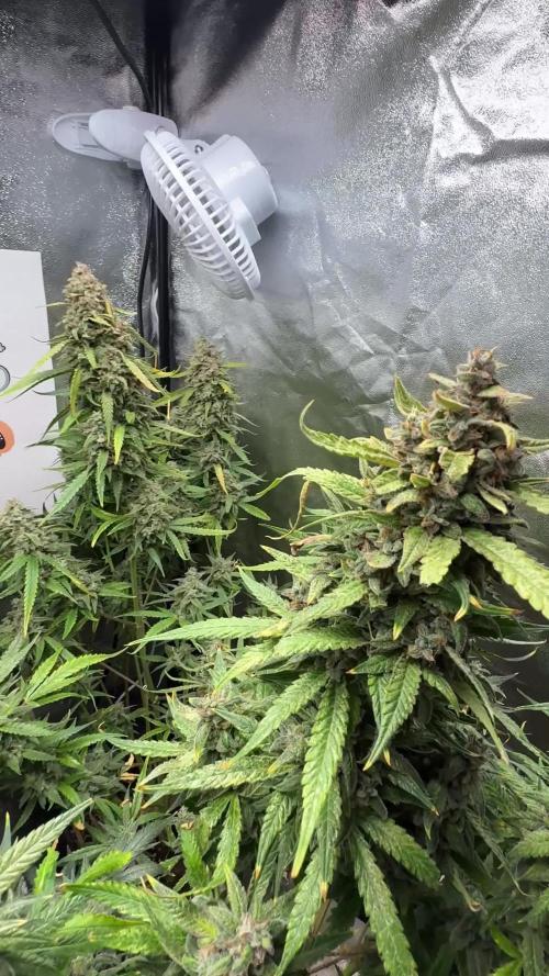 Fastbuds unreleased champions mix auto