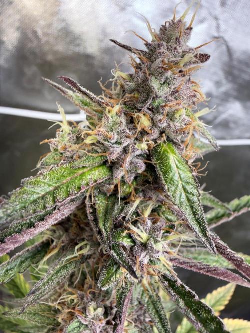 FastBuds x Medic grow test. Week 9