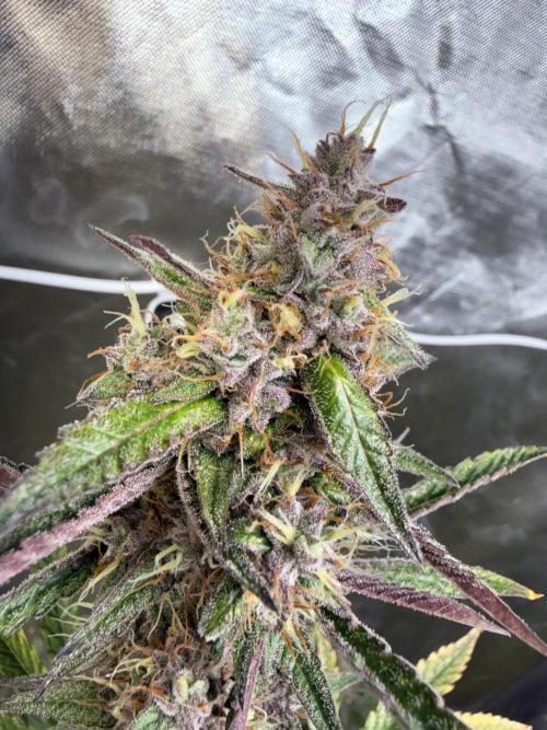 FastBuds x Medic grow test. Week 9
