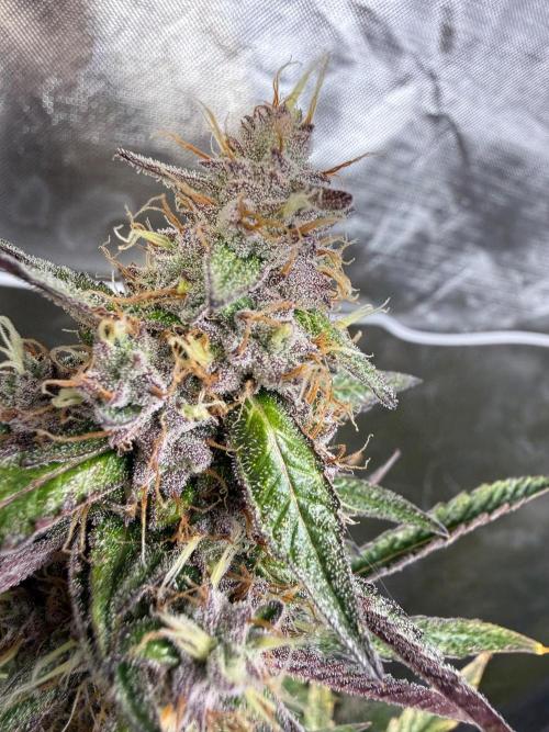 FastBuds x Medic grow test. Week 9
