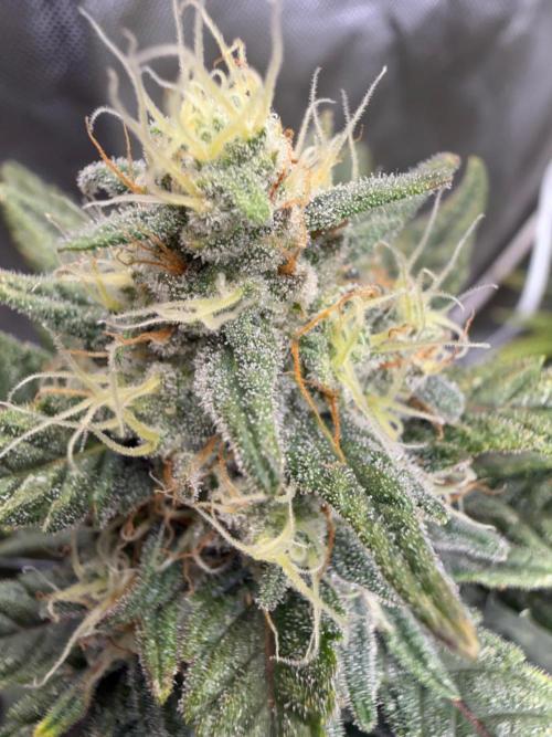 FastBuds x Medic grow test. Week 9