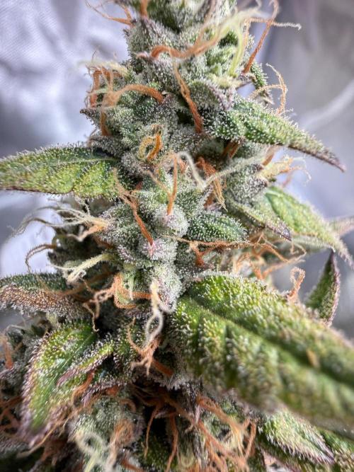 FastBuds x Medic grow test. Week 9