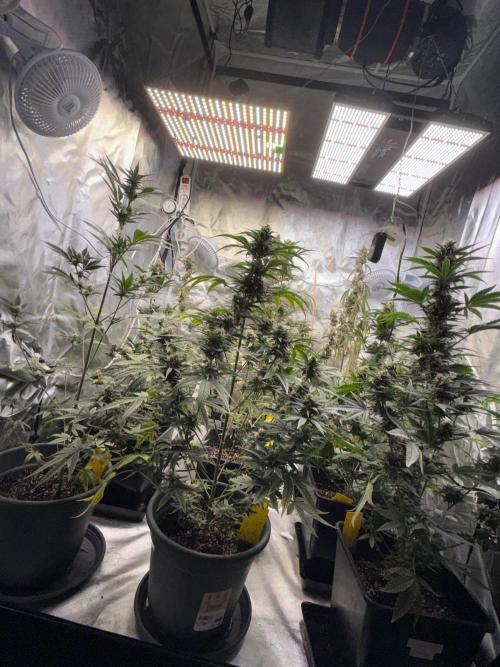 FastBuds x Medic grow test. Week 9